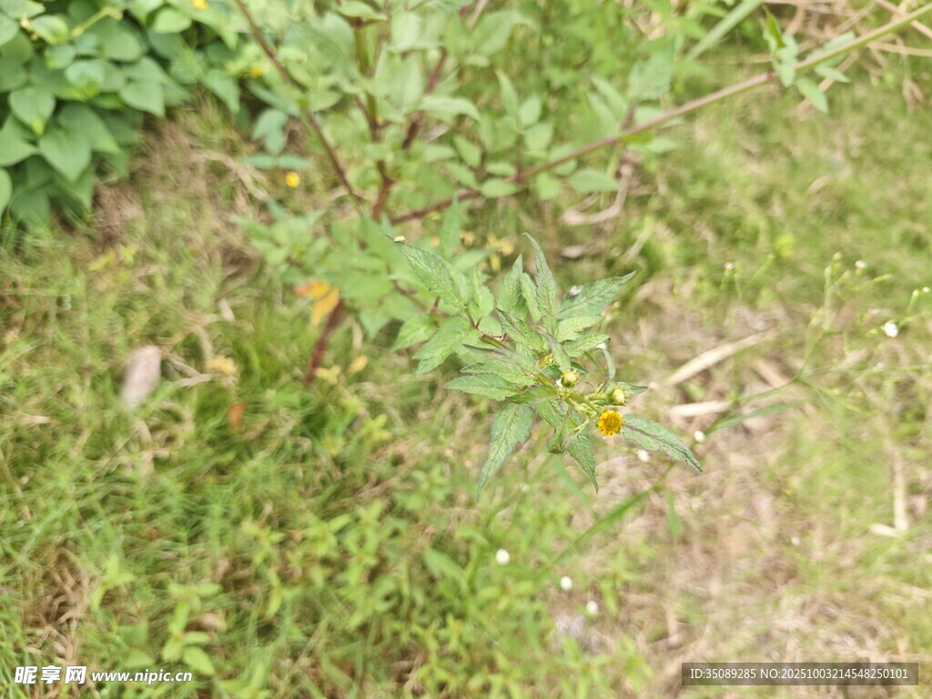 野外草地中的綠色植物