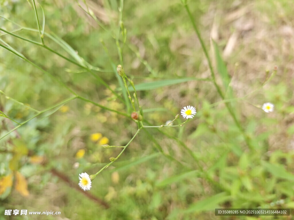 野外的小花與綠色植物