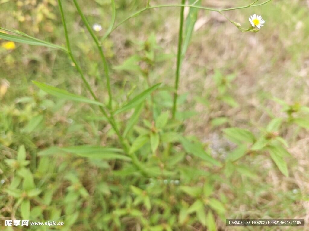 野外草叢中的白色小花