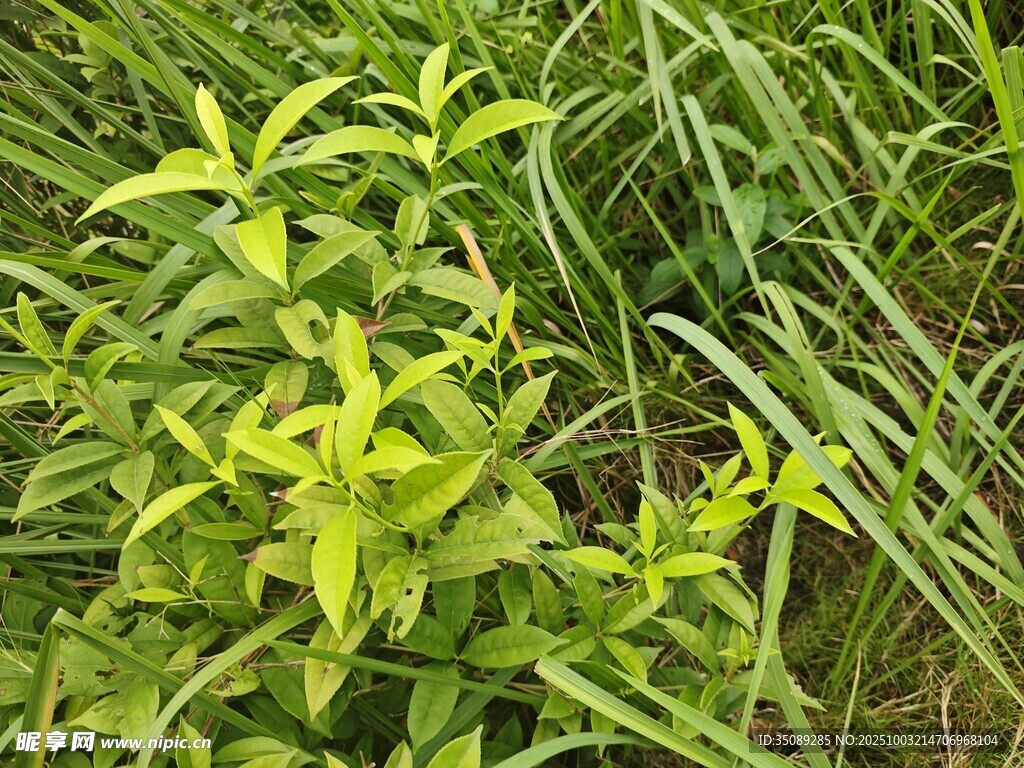 翠綠繁茂的野生植物