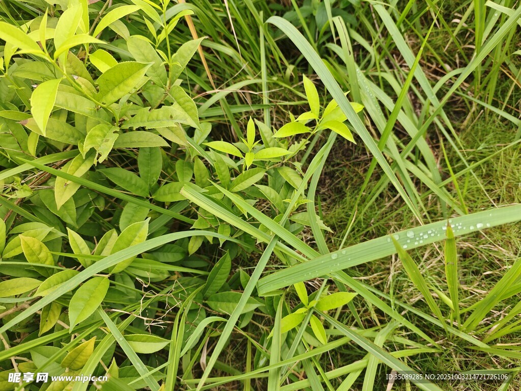 翠綠繁茂的野生植物