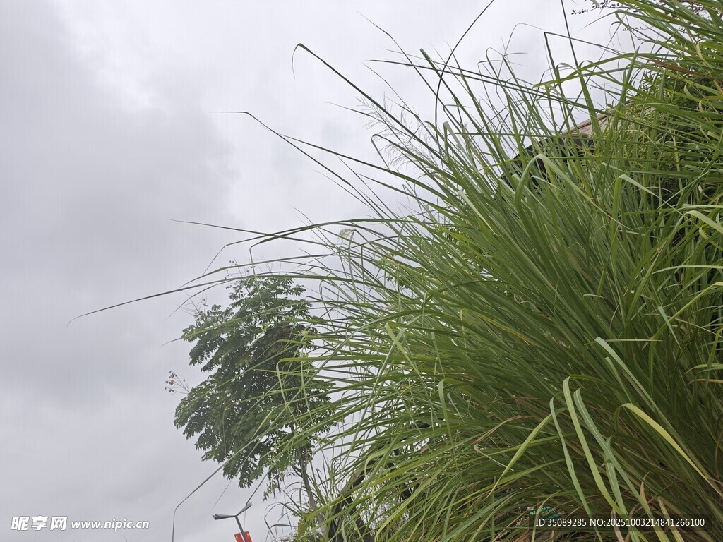 霧中搖曳的青草與綠植