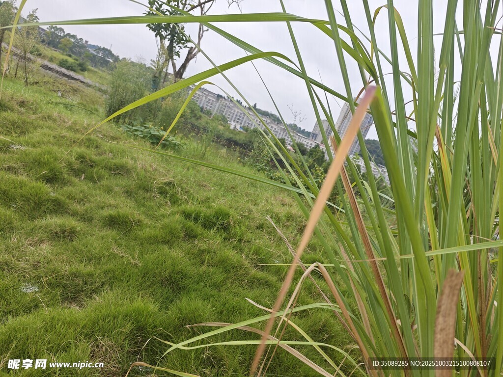 野外蔥郁草地與蘆葦