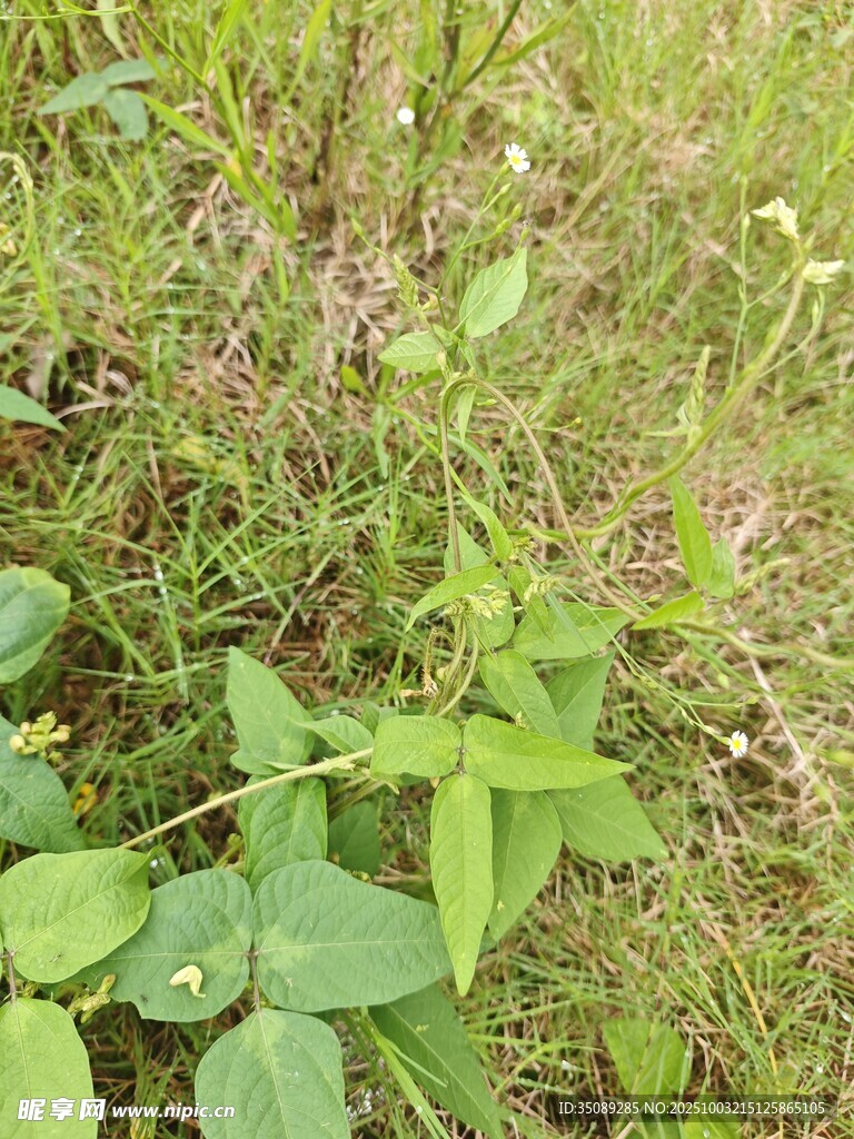 草叢中的綠色植物與小花
