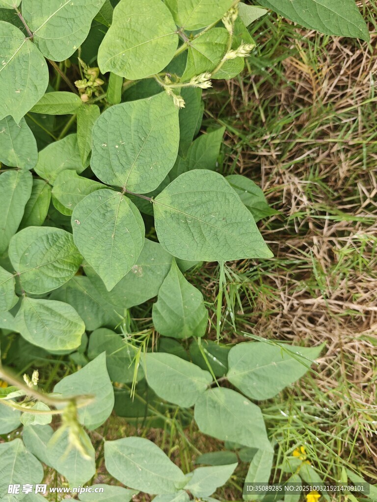 綠葉叢生的植物景象