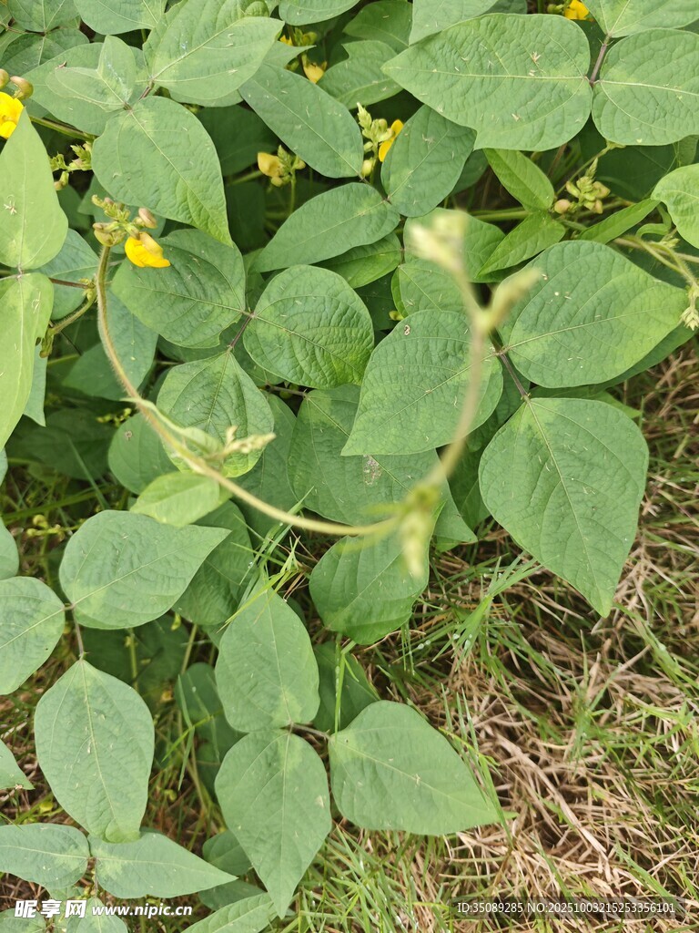綠葉黃花的植物特寫