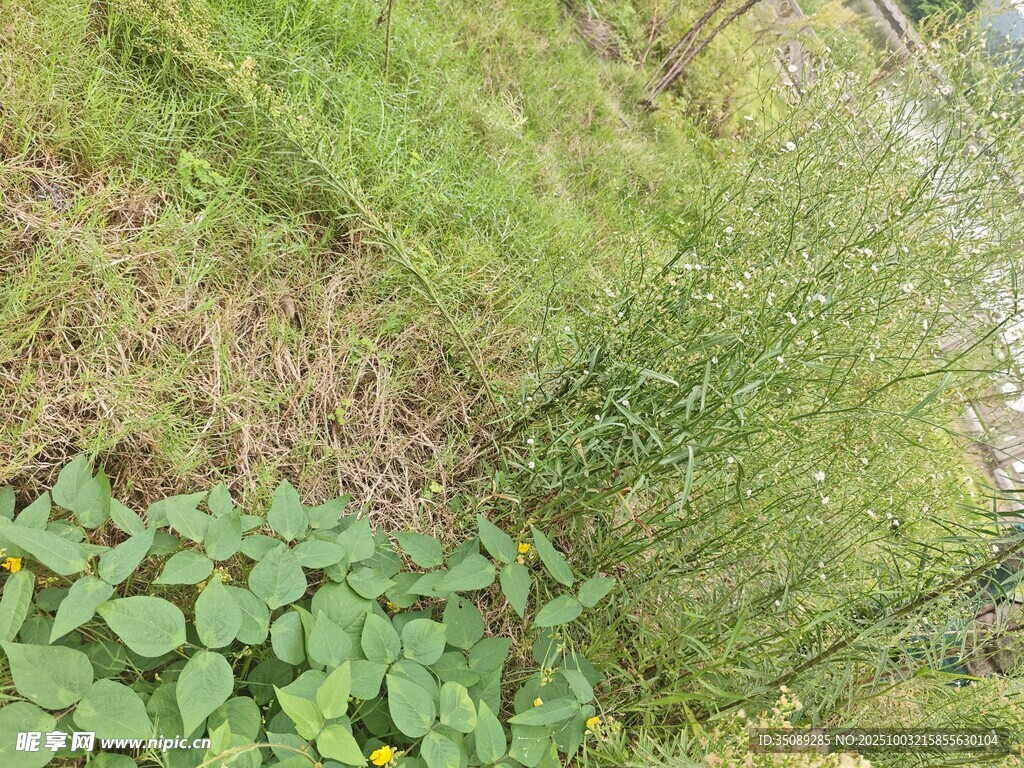 野外綠色植物景象