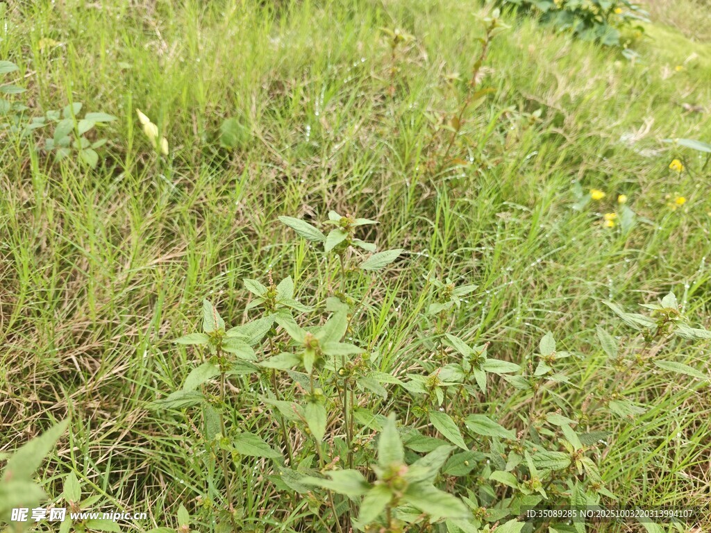 野外繁茂的綠色雜草景觀