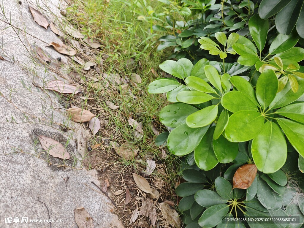 路邊翠綠植物生機(jī)盎然