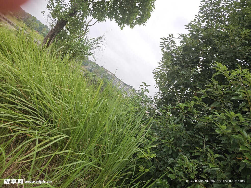 野外蔥郁草木景觀