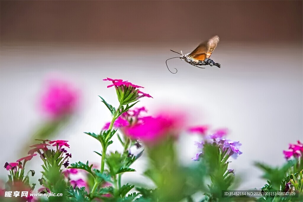 蜂鳥鷹蛾