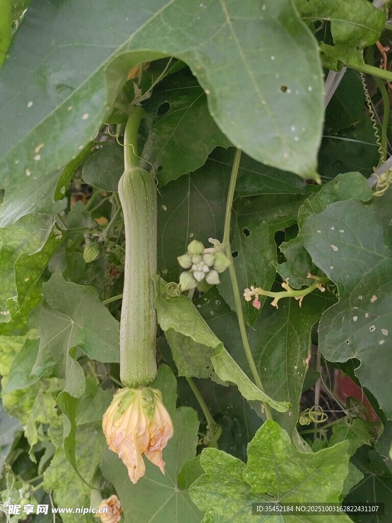 黃瓜花