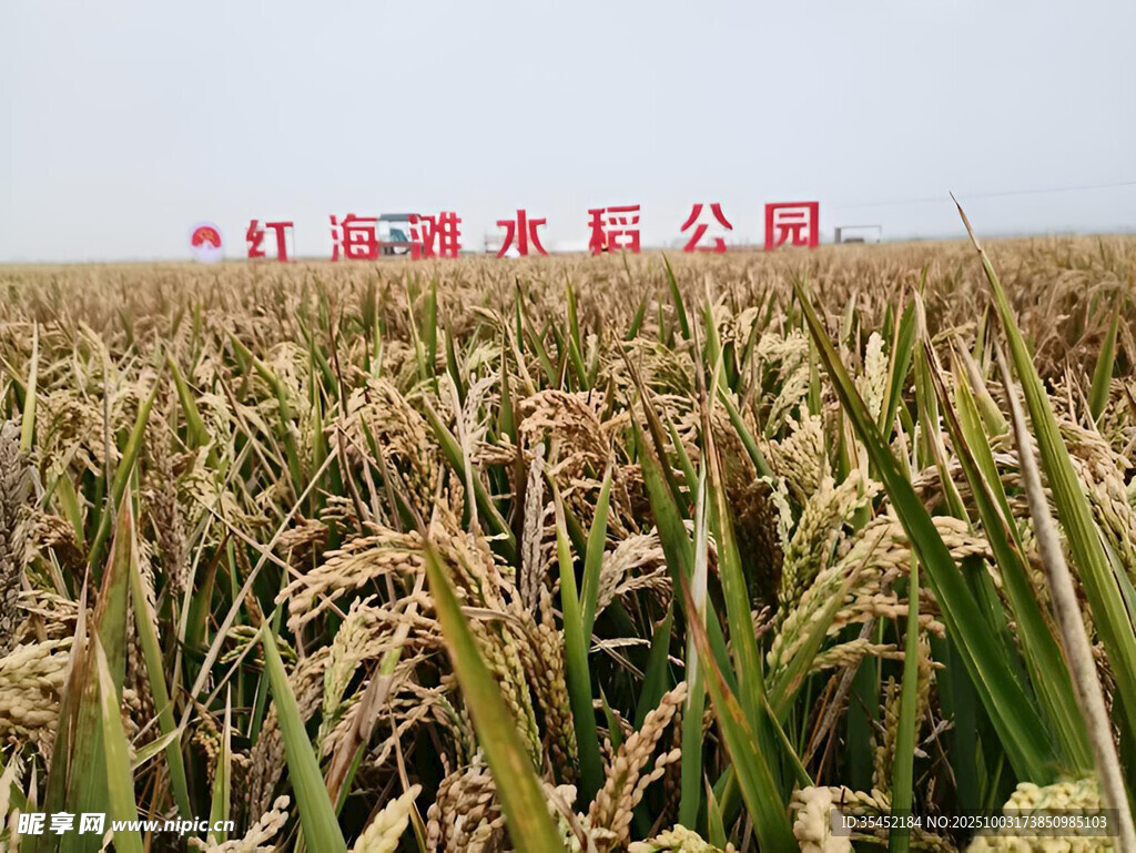 水稻