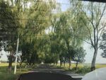 車窗外的垂柳風(fēng)景
