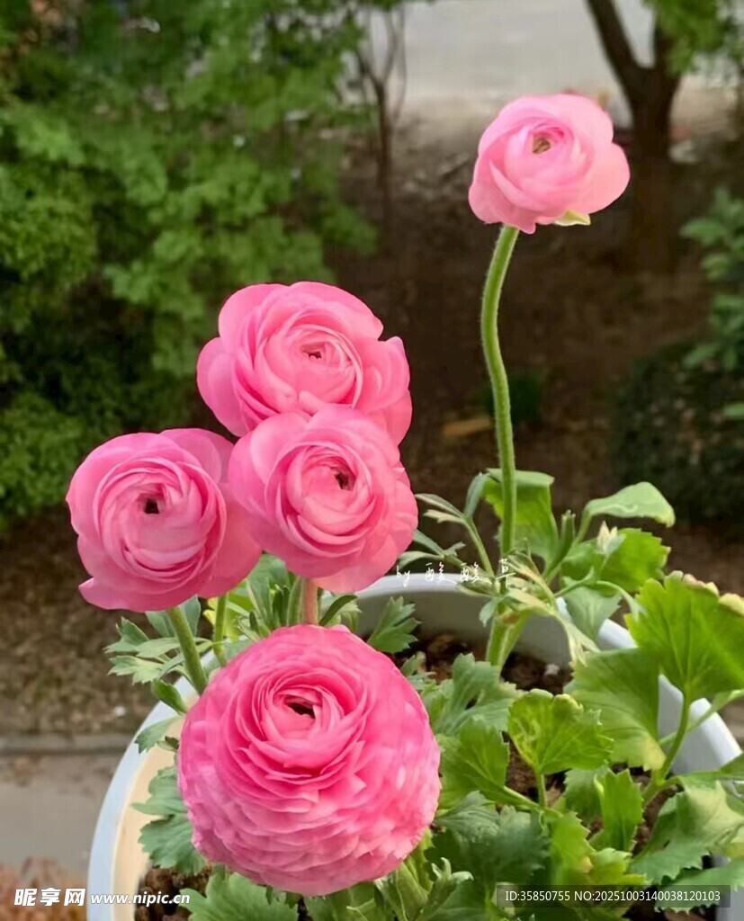 美麗月季花