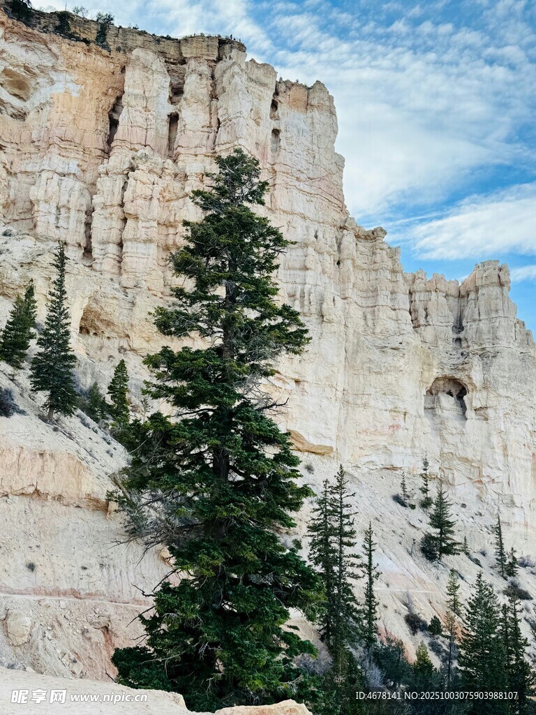 壯麗山景中的挺拔松樹