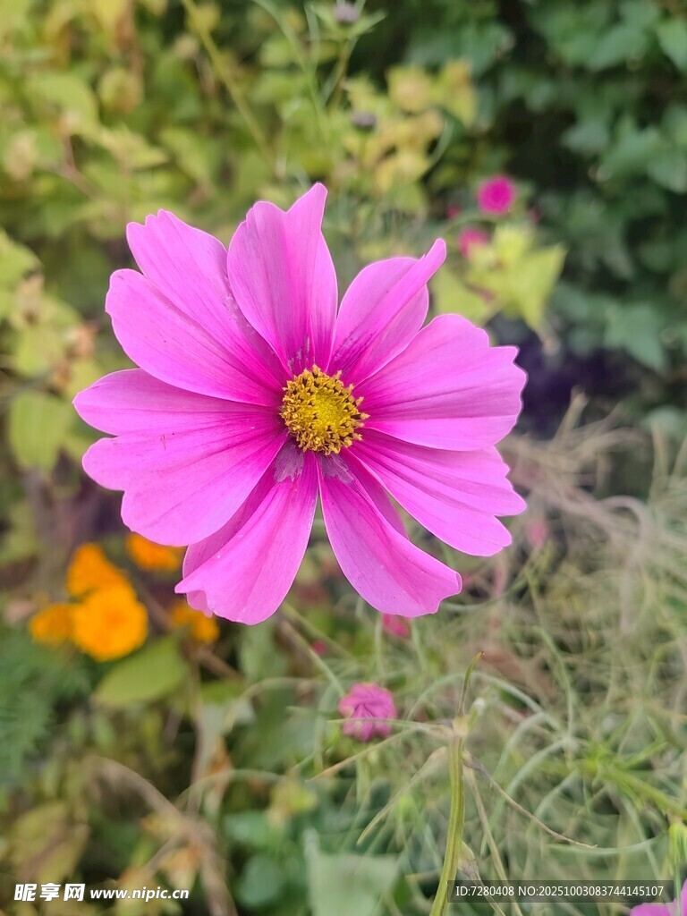 嬌艷波斯菊綻放于花叢