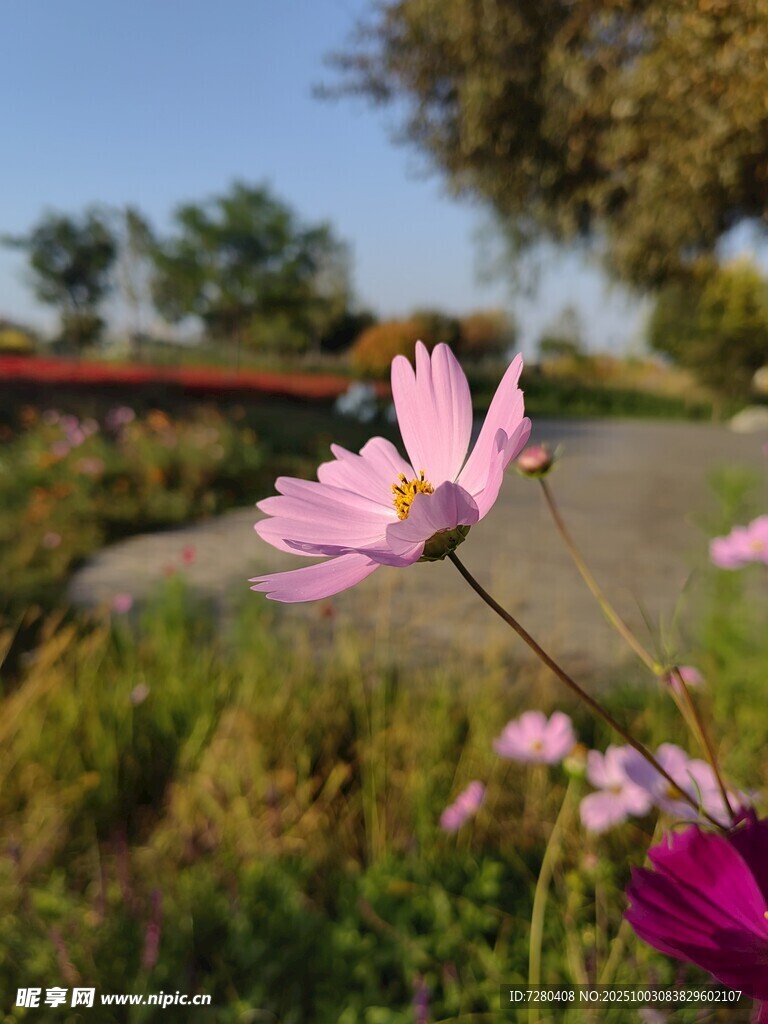 田野中的粉色波斯菊
