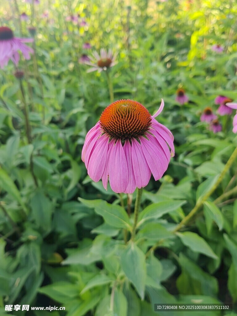 紫色松果菊綻放于綠野