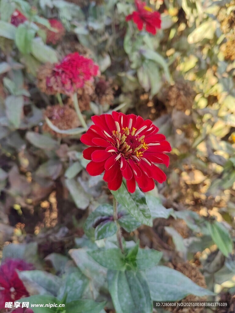 陽光下的艷麗紅色花朵