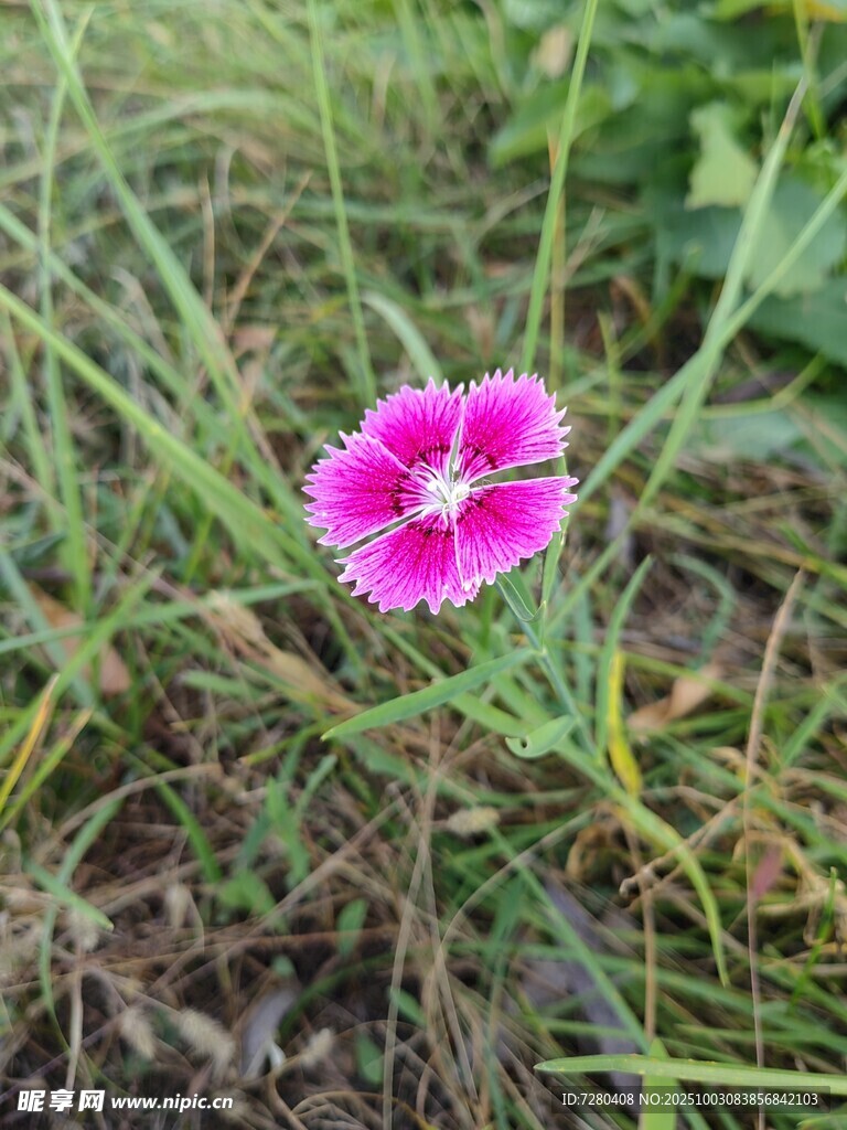 粉色石竹花綻放于草叢