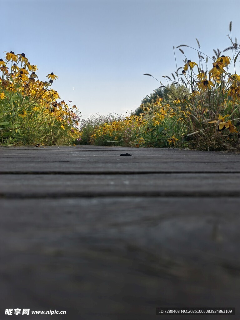 木棧道旁的燦爛花叢