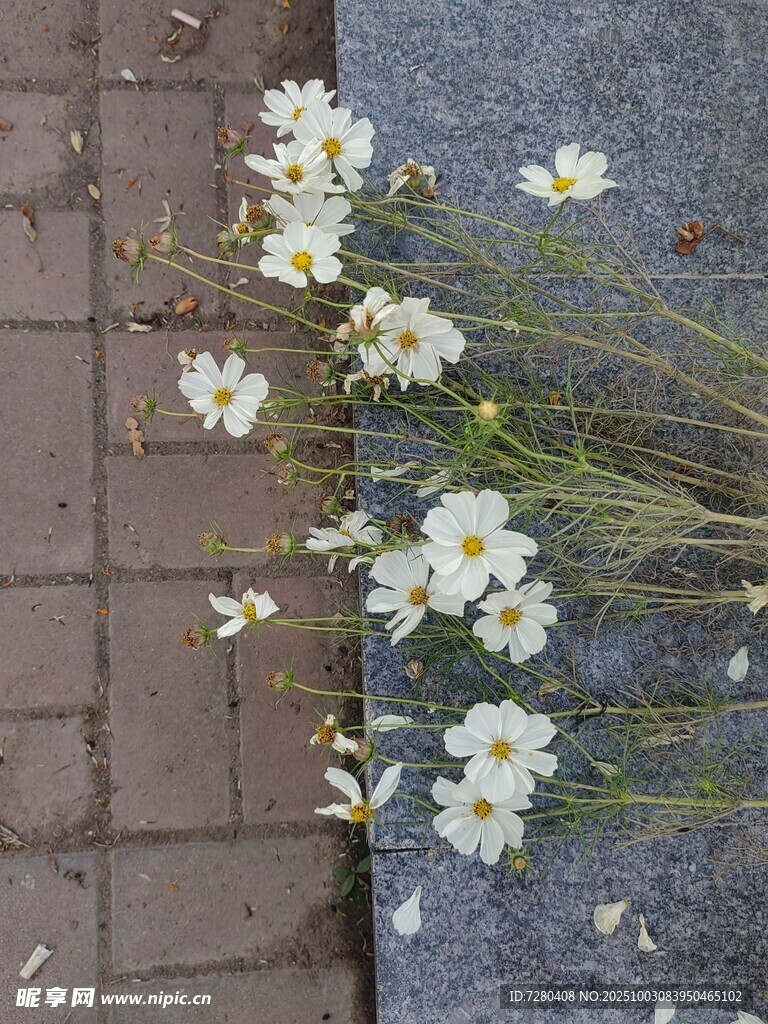 路邊綻放的清新小雛菊