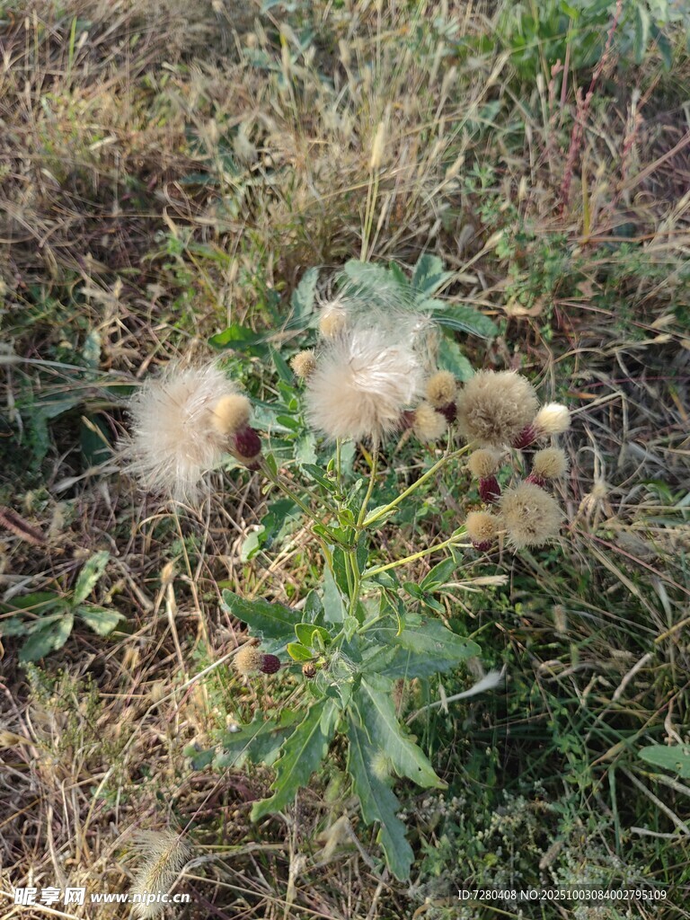 草地上的絨毛狀植物