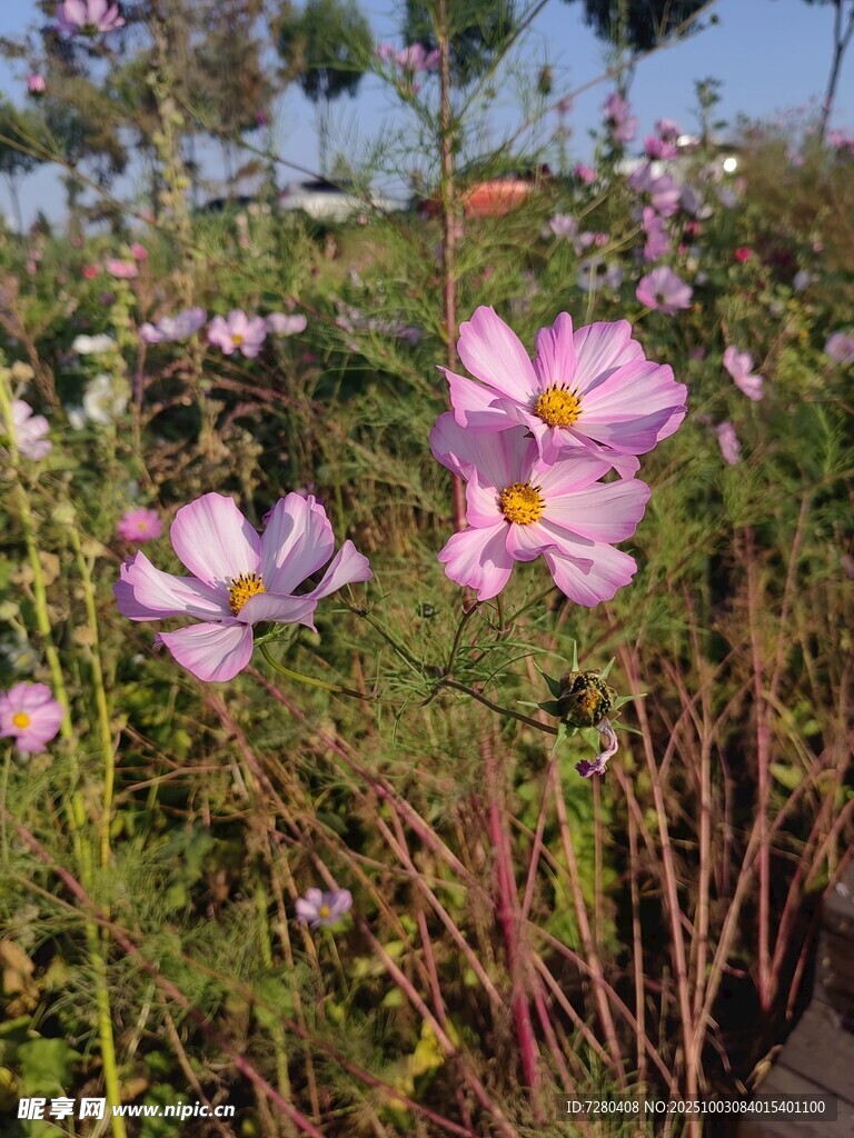 田野中的美麗波斯菊