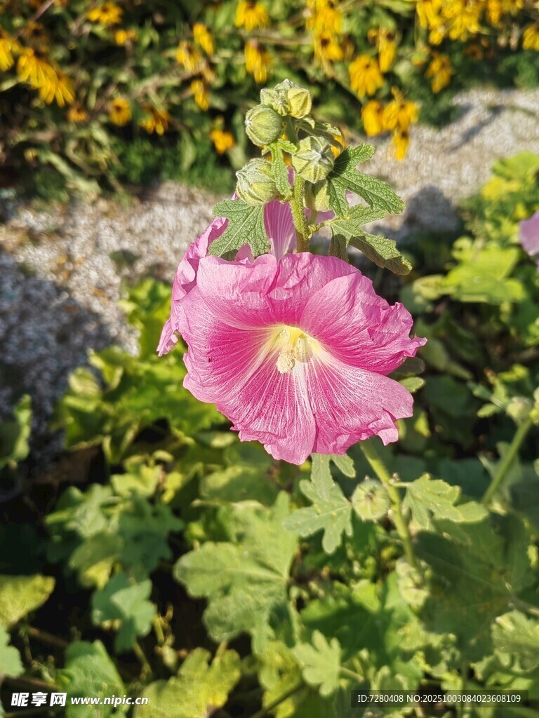 嬌艷粉色花朵綻放于草叢