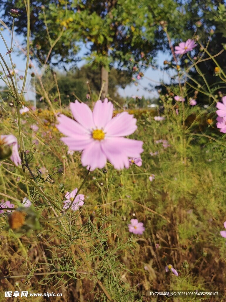 田野中的美麗波斯菊