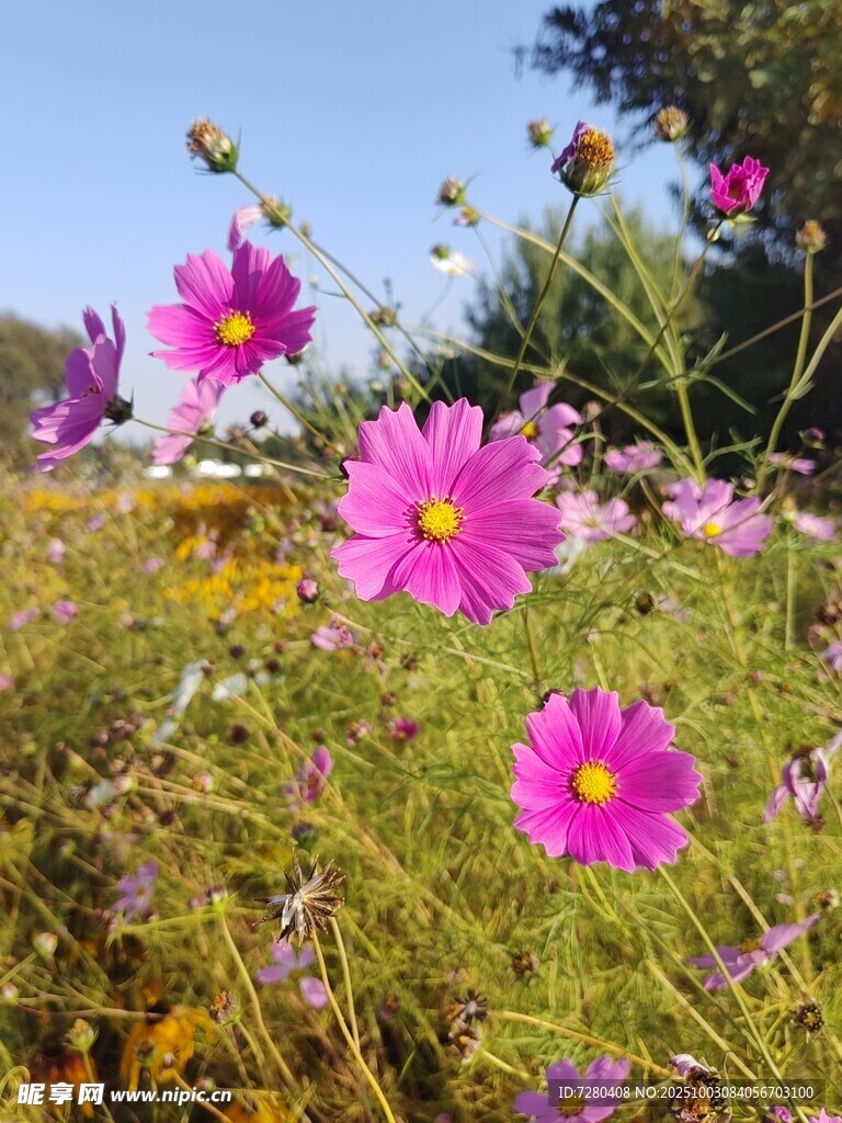 田野中的多彩波斯菊