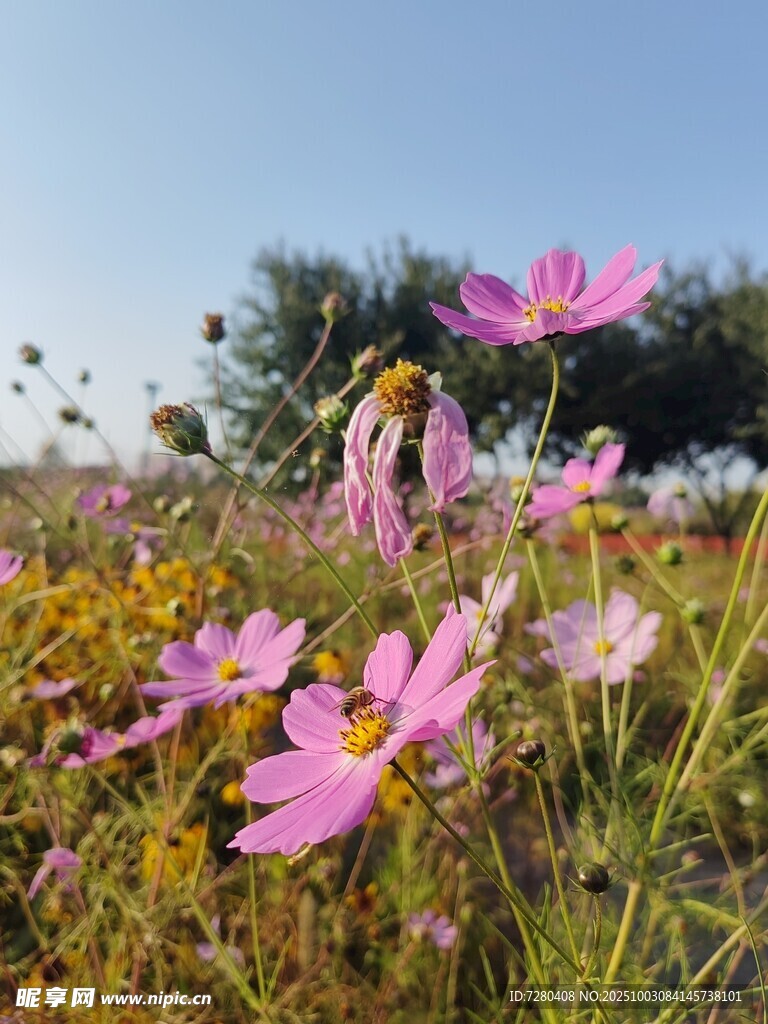 田野中的絢爛波斯菊