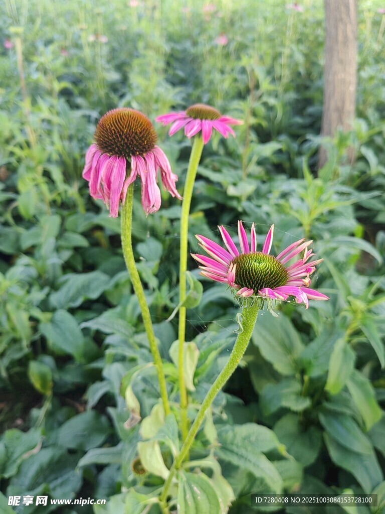 紫錐菊綻放于綠意之中
