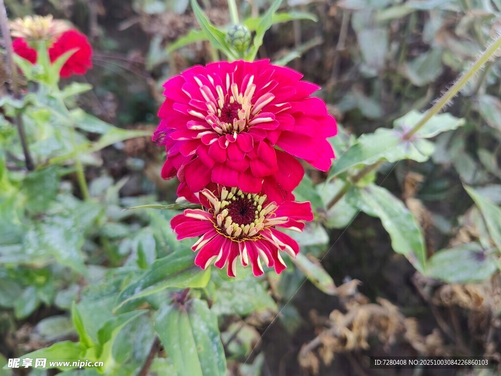 艷麗紅色花朵特寫(xiě)