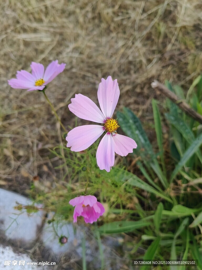 粉色小花綻放于草叢中