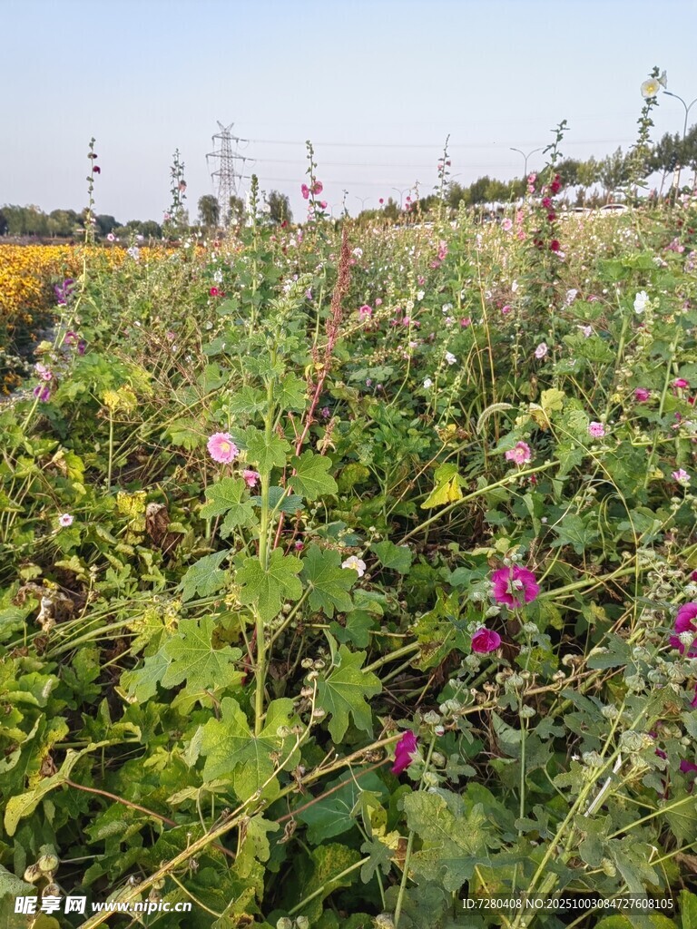 田野中的多彩花卉景觀