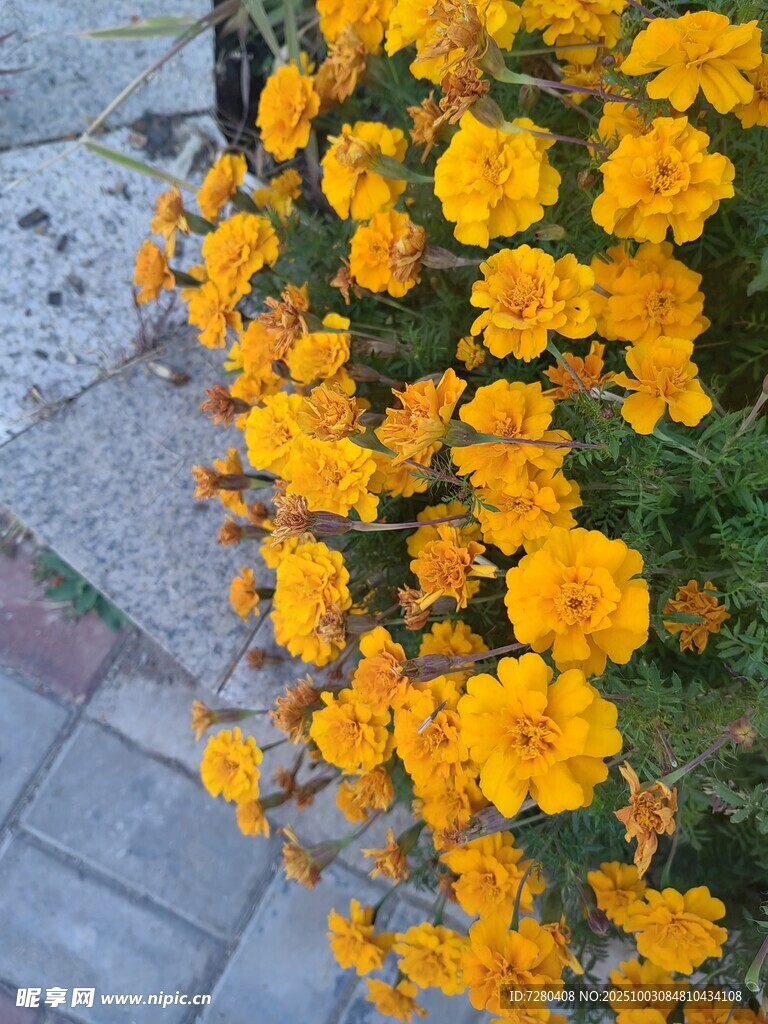 路邊綻放的燦爛黃色小花