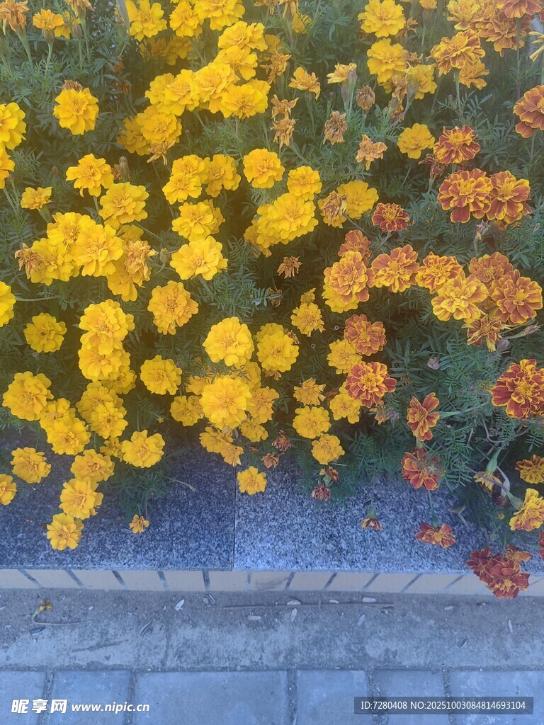 絢麗多彩的盛放菊花