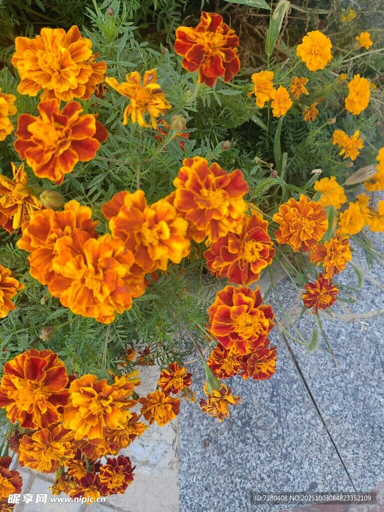 鮮艷萬壽菊綻放于石旁