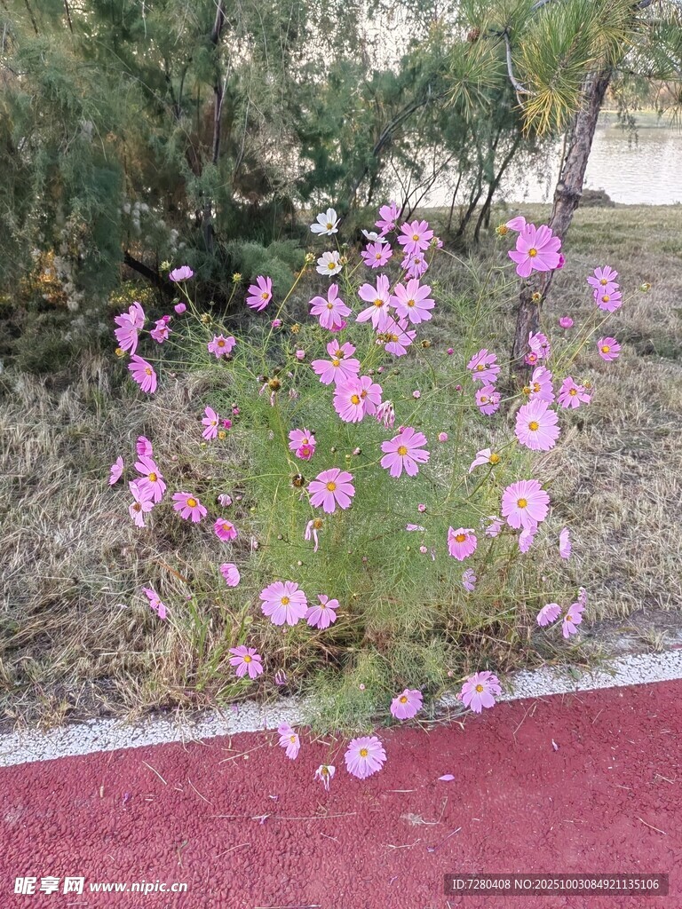 路邊綻放的粉色美麗小花