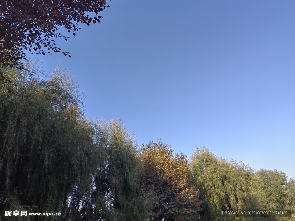 秋日柳林藍(lán)天美景