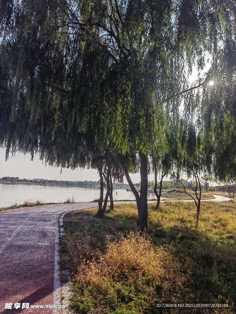 路邊垂柳與草地景致