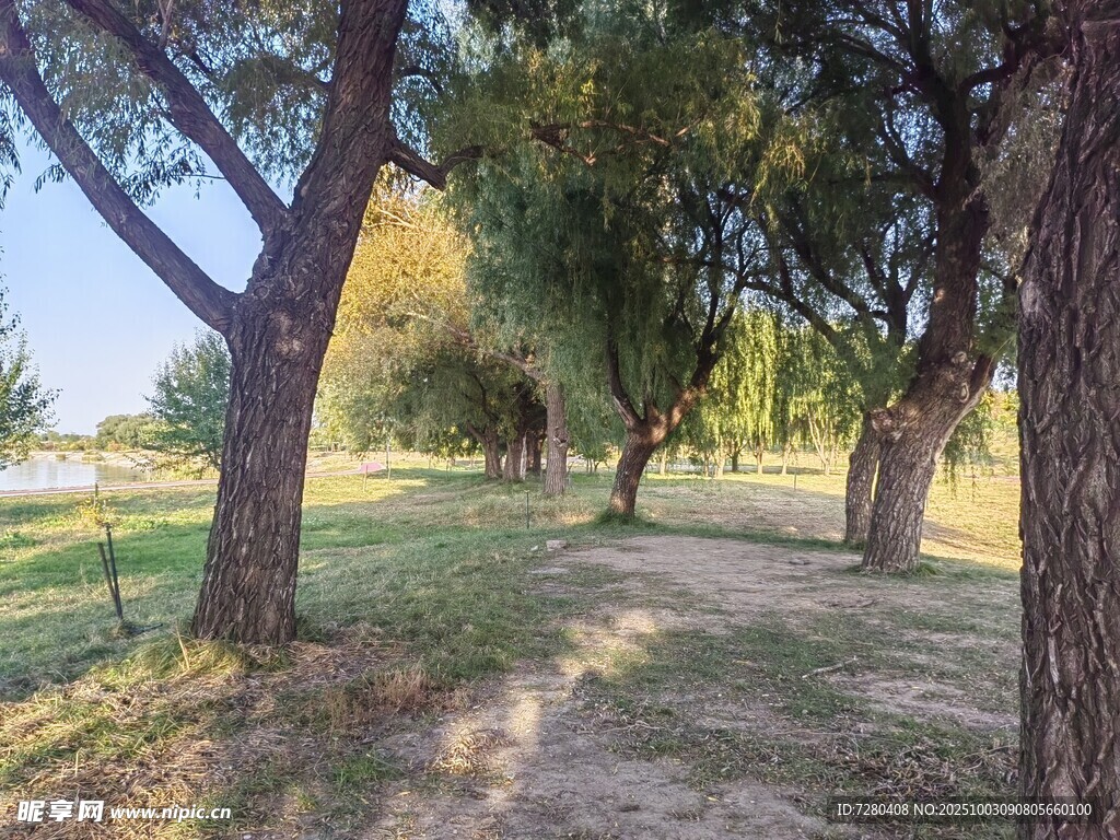 林間小道陽光灑落的靜謐處