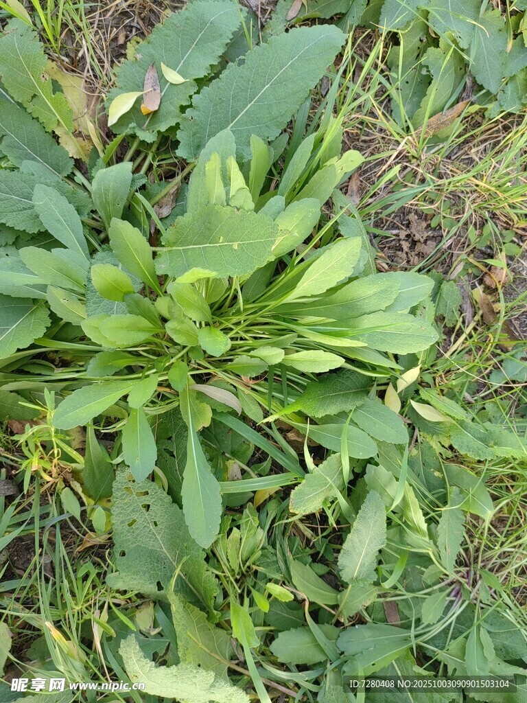 綠葉叢生的地面植物