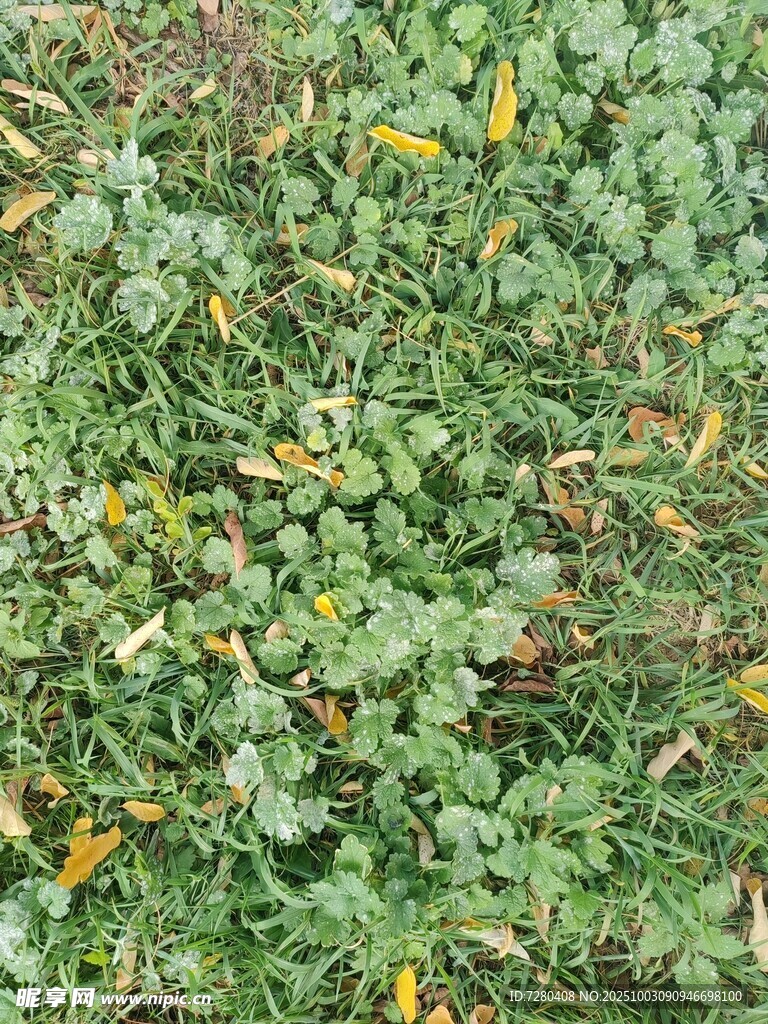 綠草間點綴黃色小花