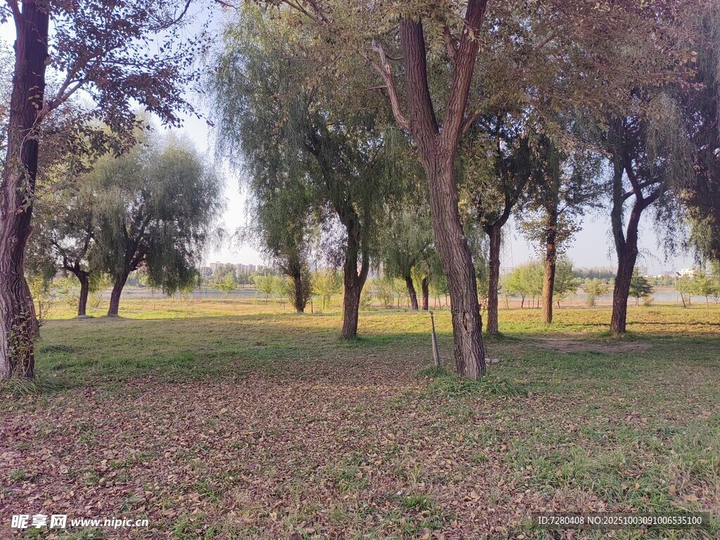 秋日樹林草地靜謐景象