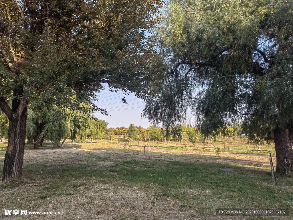 林間開闊草地風(fēng)景