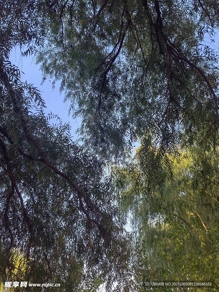 透過枝葉望藍天