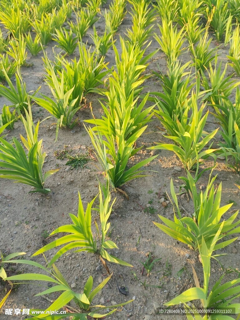 嫩綠農(nóng)田秧苗生機勃勃